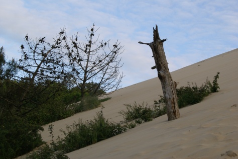 28.4.2016 Abgestorbenen und schräg stehende Bäume an der Dune du Pilat